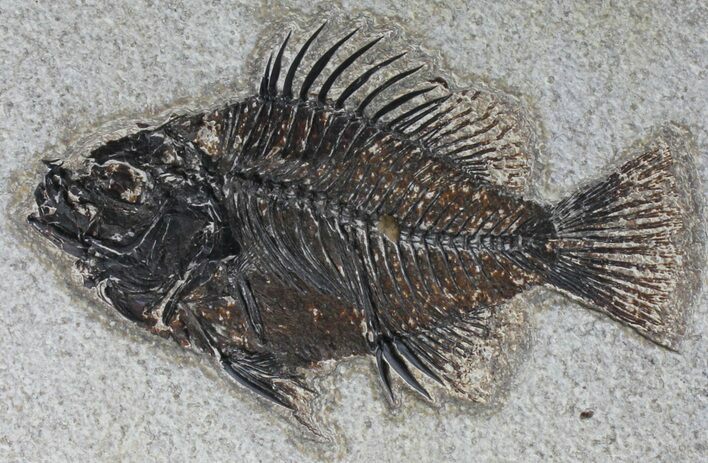Cockerellites (Priscacara) Fossil Fish - Hanger Installed #39080